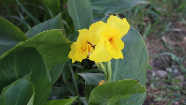 A Guide to Canna Lily Care: Cultivating Beauty in Your Garden