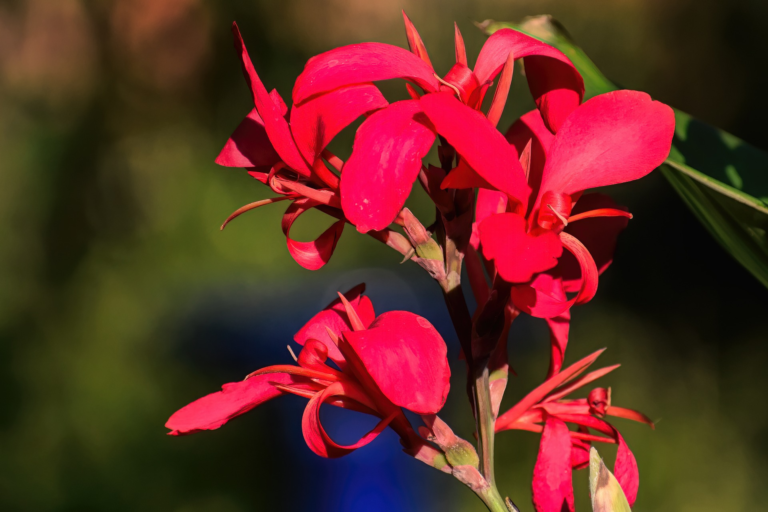 The Enchanting Beauty of Red Canna Lily: A Botanical Marvel