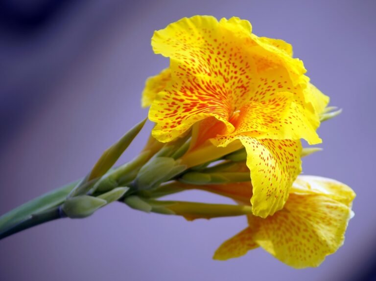 7 Exploring Points Found in the Diversity of Canna Lily Varieties