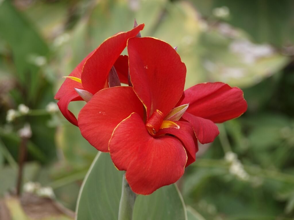red canna lily