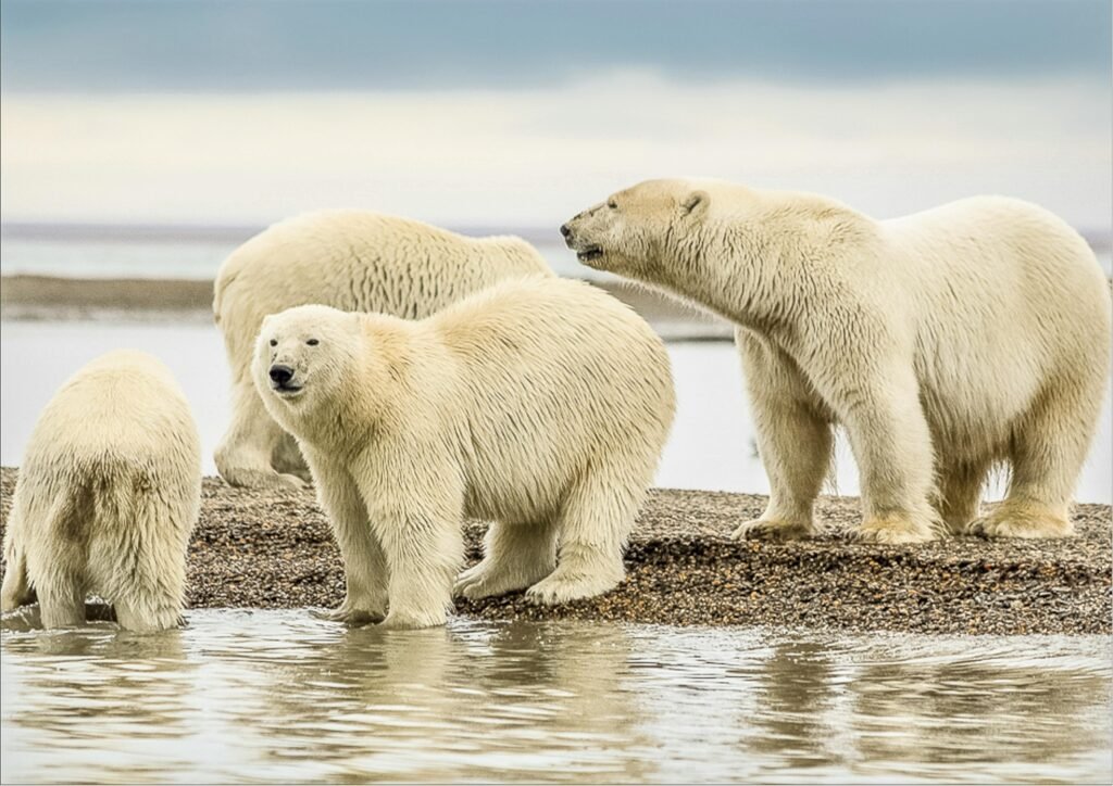 polar bears are left