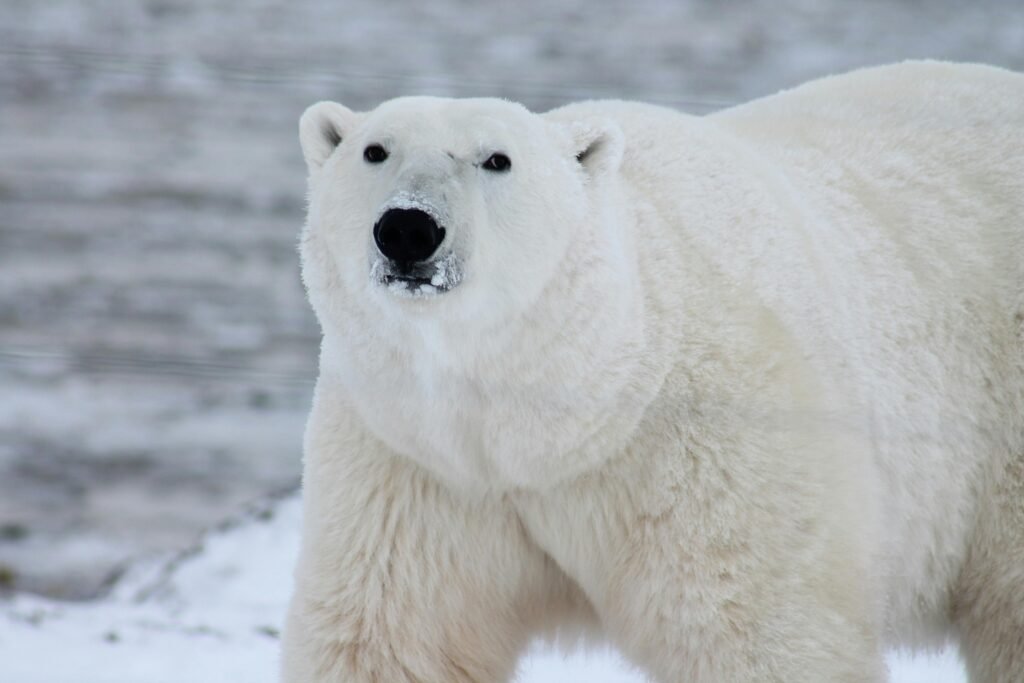 What makes polar bears white