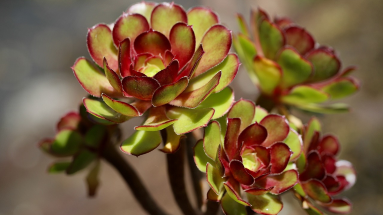 Exploring the Fascinating World of Succulents: A Comprehensive Guide to Different Types