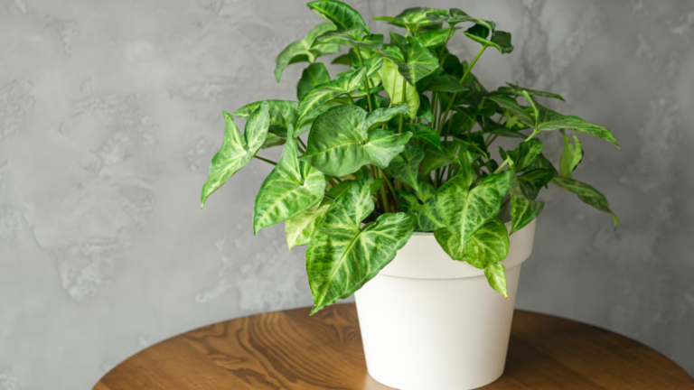 Green Elegance: Unveiling the Beauty and Care of the Peperomia Plant